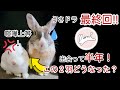 うさぎ 多頭飼育　記録動画 最終話！
