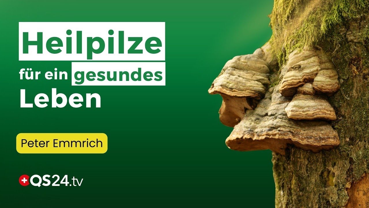 Die Geheimnisse der Heilpilze: Auf den Spuren des Zunderschwamms | Naturmedizin | QS24