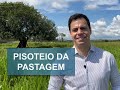 PISOTEIO DE PASTAGEM - #shorts