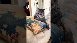 4 Coon cats perform Shiny Happy People with sound. #shorts #funny #cat @crazycoons