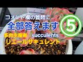 【多肉植物】コメント欄の質問に全部答えます⑤