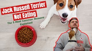 Why Is My Jack Russell Terrier Not Eating: The 5 Most Common Reasons Explained by Terrier Owner 4,899 views 1 year ago 7 minutes, 10 seconds