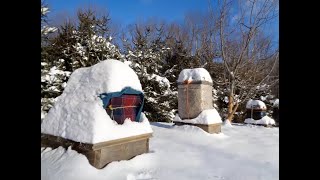 How to wrap a beehive for winter
