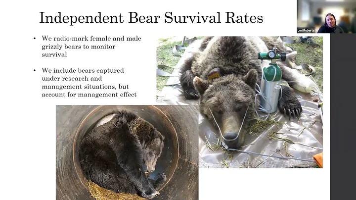 Bears of the Swan and Beyond - Zoom Presentation w...