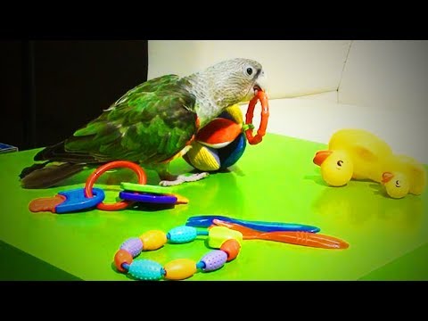 cute-parrots-🐦-😂-funny-and-cute-parrots-(full)-[funny-pets]