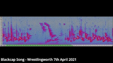 BlackCap Song - April 2021