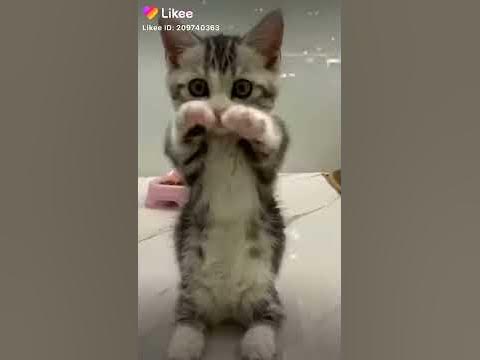 Няшний котік - YouTube