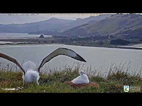Bird bad landing (EGPWS)