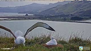 Bird bad landing (EGPWS)