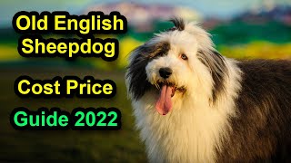 How Much Does an Old English Sheepdog Cost Price Guide 2022 ┃ Old English Sheepdog Price in USA