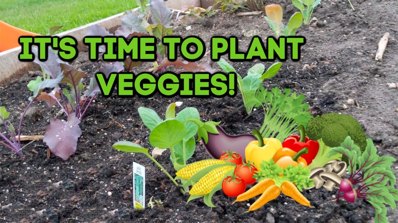 organic vegetable gardening for beginners Planting our Vegetables in the Raised Garden Bed