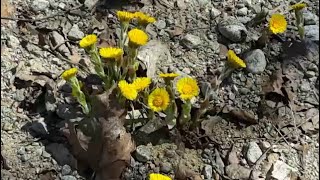 Le tussilage, fleur comestible et feuille salée