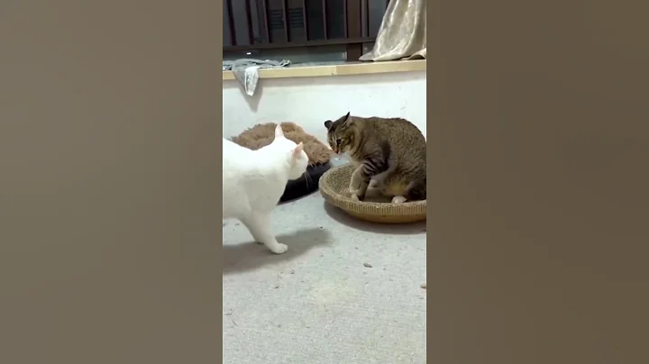 Video 5434701: lovers cats catlover, cats catlover cute, cats catlover funny, cat lovers family