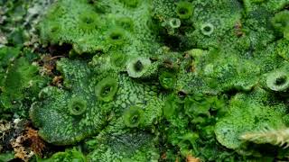 time lapse of liverwort and moss growing نمو الحشائش  الكبدية مذهل