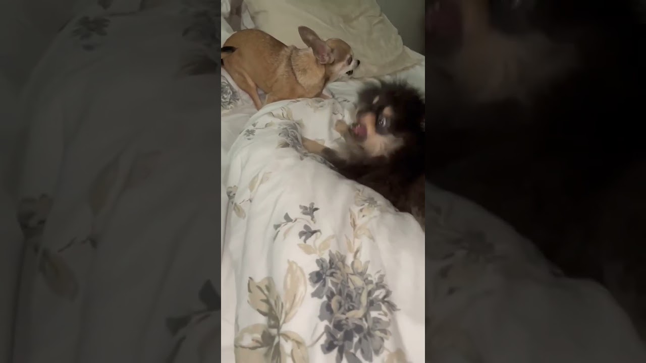 Angry chihuahua #dogs #chiuahua #pomeranian #shortvideo