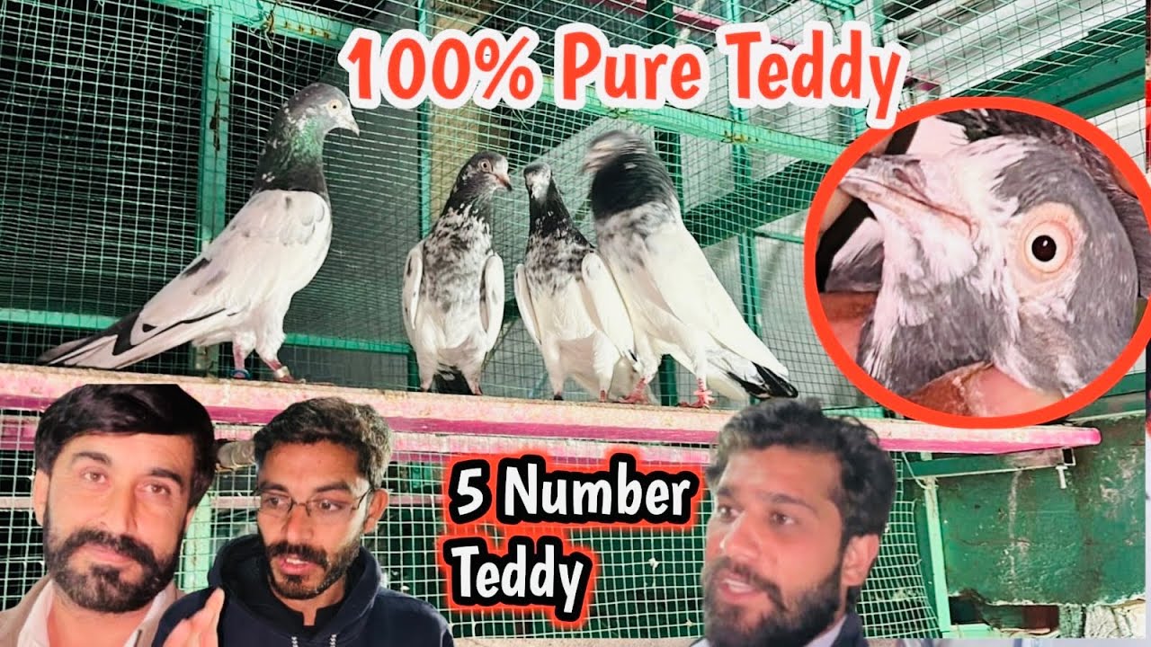 💯 Original Ch Sakhi Waly Tedddy ❤️Sultan Bacha Wapis agaya 