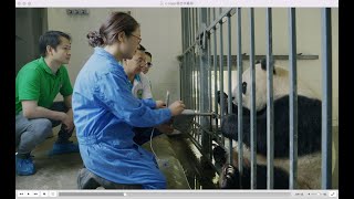 Creative China·Panda EP01 Break the rule