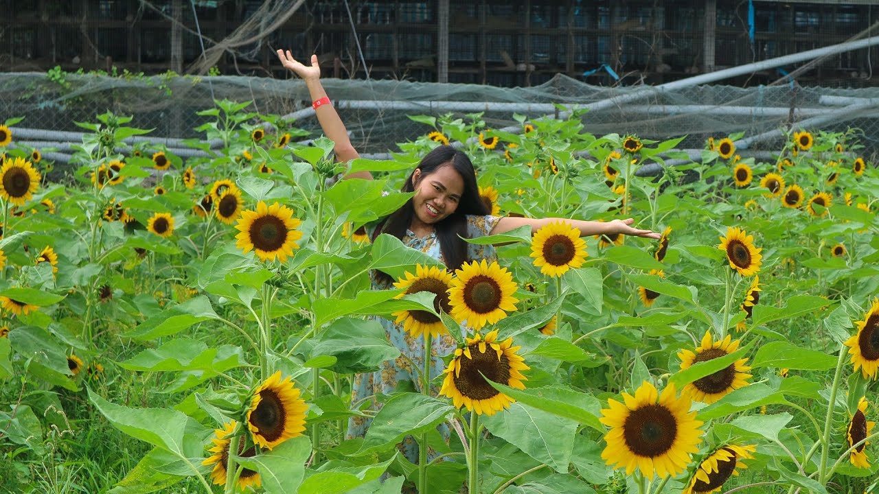 sunflower garden hongkong sunflower YouTube