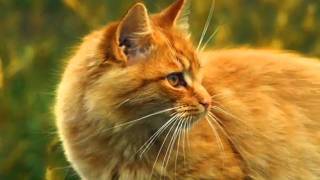 Ash X Sun Forever & Always