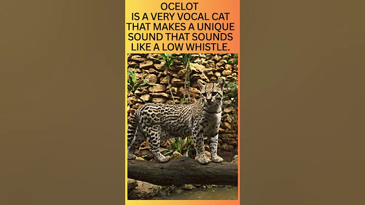 Video 11467231: asian leopard cat, siberian tiger, snow leopard, wild cat