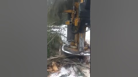 Buncher falls big spruce tree