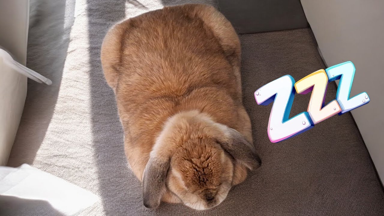 Watch Bunny Tooth Purr as He Falls Asleep
