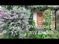 秋に何を植えたらいいか悩んだらコレ♫丈夫で可愛い秋の花ベスト4🌸🌿Best 4 strong and cute autumn flowers/バラの夏剪定/日々の暮らし