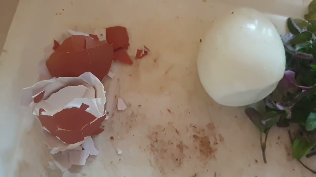 küken 🐤 futter selber  machen.