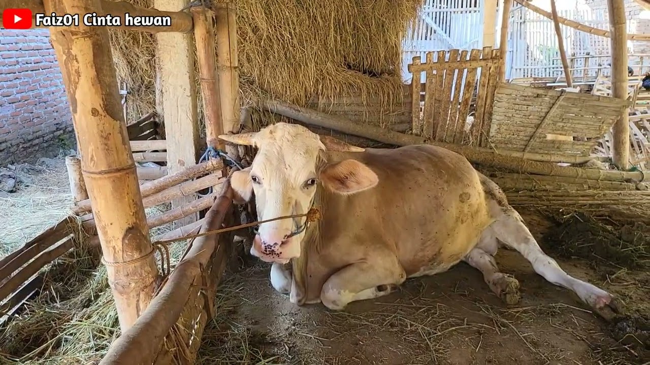 Sapi Betina induk yg besar mau melahirkan