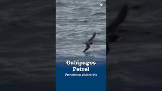 Galápagos Petrel
🗣️ Long live the “Web-footed one!” Long live the “Patapegada!”
The Galápagos Petrel is a critically endangered seabird that spends most of its life over the open Pacific, twisting, turning, and skimming the waves in search of squid, fish, crustaceans, and even octopuses.
With long, narrow wings and an acrobatic flight style, this species belongs to a group known as the “gadfly” petrels — birds named and admired for their aerial acrobatics. These expert fliers use a technique called “active soaring,” taking advantage of ocean air currents. Work smarter, not harder!
🌊 Though they range widely across the tropical Pacific, Galápagos Petrels return each year to just five of the Galápagos islands to nest, where pairs reunite after months apart at sea. With an estimated 6,000-15,000 individuals remaining, conservation efforts are critical.
Learn about efforts to conserve the Galápagos Petrel in our bird library:
https://abcbirds.info/4xM0MVk Galápagos Petrel
