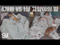 ENG) 묘생 4개월 차 VS 1년 차의 밤을 비교해봤습니다