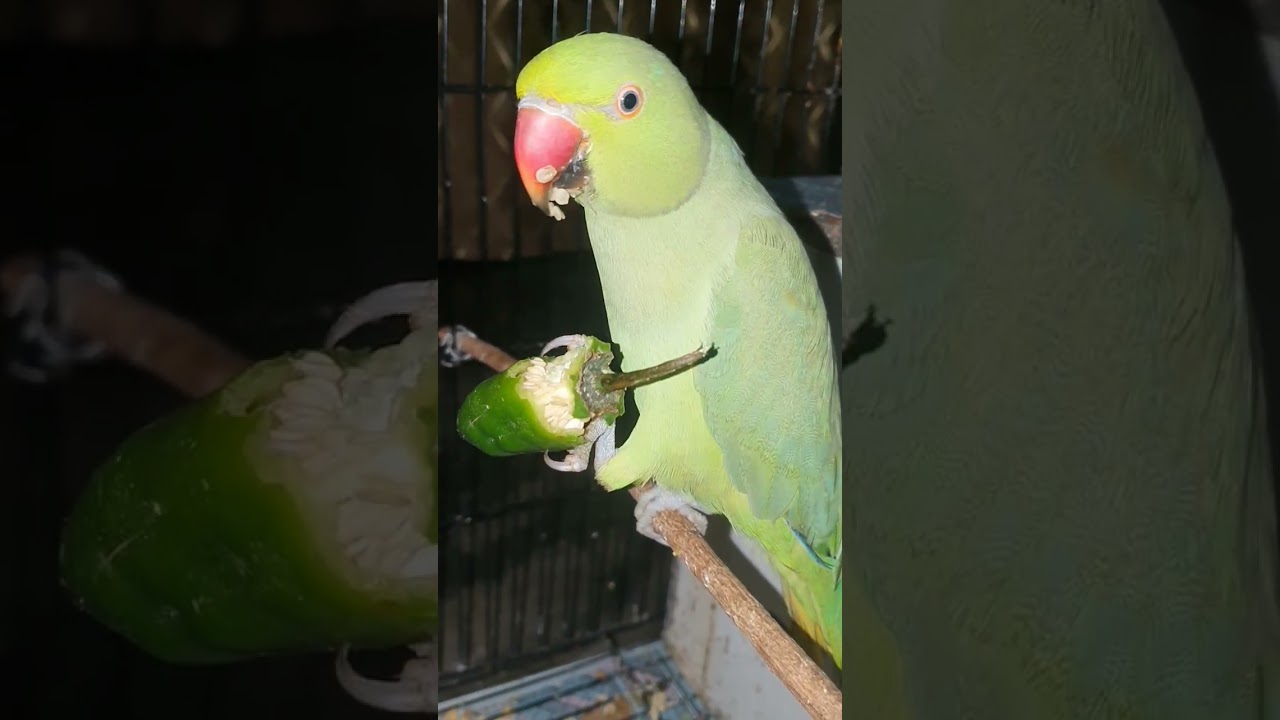 #eidmubarak #animalviral #parrot #bakraeid #parrottalking #parrotlife #parrotvideo #animalfashion
