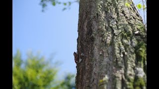 サマーオブラブレス