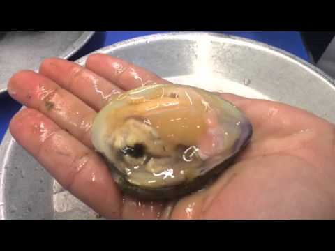 How To Open A Clam