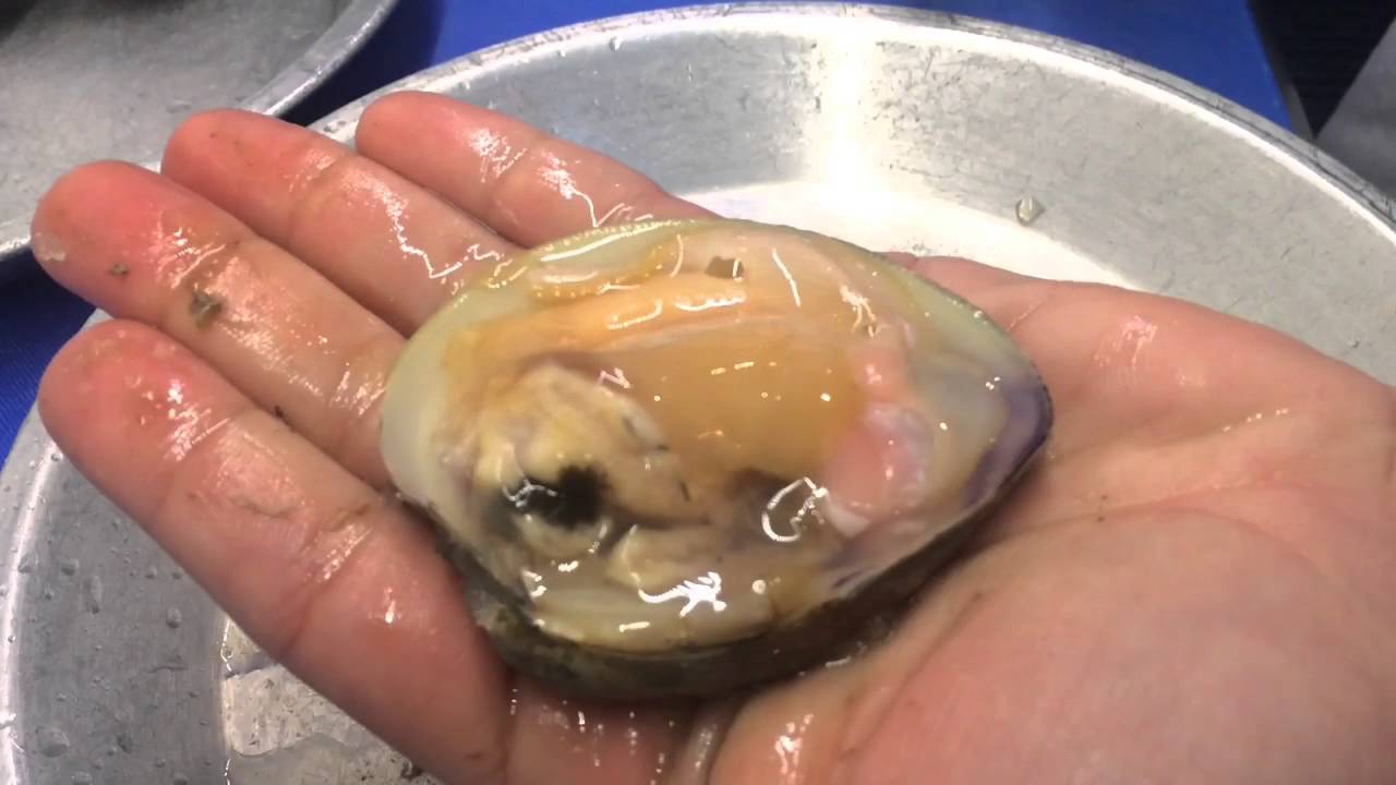 How to Open Clams 