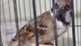 Top Masteran Gereja Tarung Ngeroll Abis Durasi Panjang Suara Jernih 23 November 2025