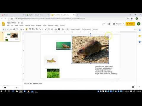 DIY Food Web Example Google Slides