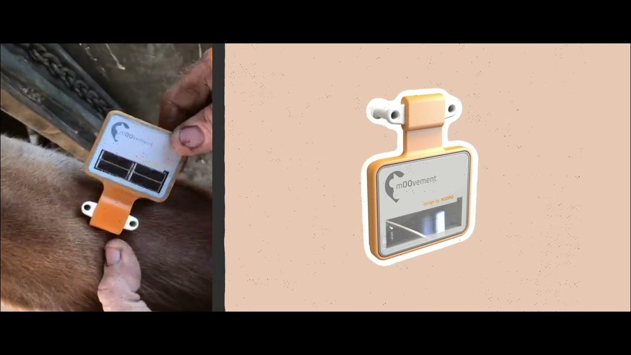 mOOvement GPS ear tags for cattle tracking YouTube