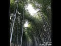 佃美影    嵯峨野の女
