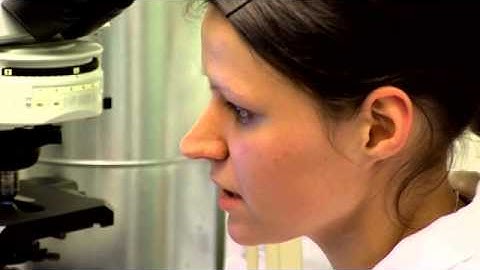 Comet Assay Stage 7: Scoring the Comets