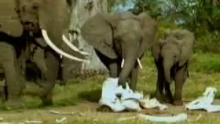 Elephants Mourning the Dead