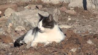 Cats in Ephesus Kusadasi Turkey