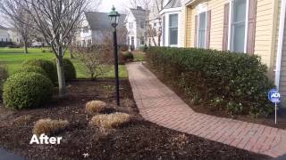 Pruning Renewal of overgrown shrubs