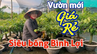 ☎️ 0348322142 - gặp THỦY - Siêu bông Bình Lợi giá rẻ