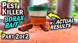 Is Borax Effective vs ANTS, ROACHES, & TERMITES as a Pest Killer? (Part 2 of 2)