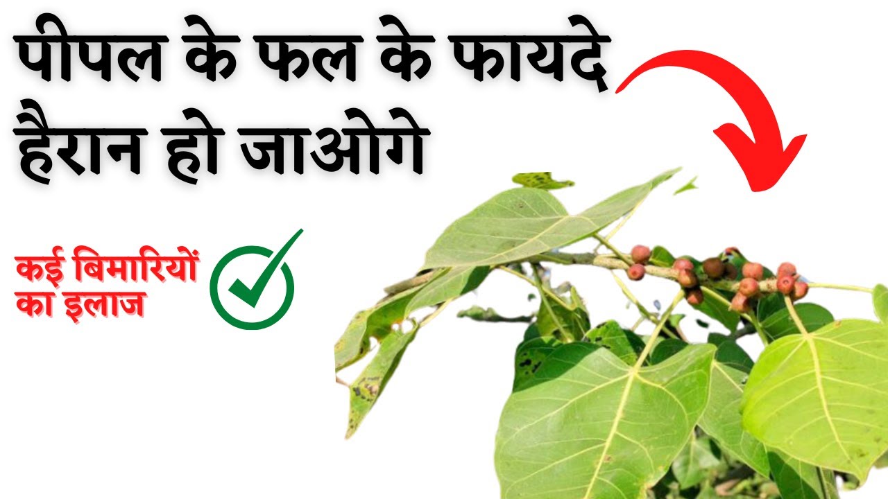 पीपल के फल के फायदे pipal ke fal khane ke fayde gharelu nuskhe in