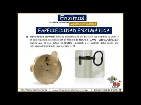 Modelos enzimáticos | Enzimas Parte II