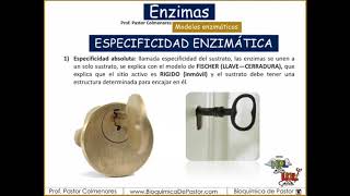 Enzyme Models | Enzymes Part II