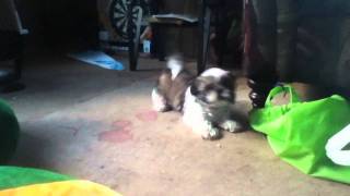 Harley playing