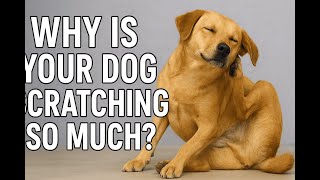 Your Dog Won’t Stop Scratching? Watch This Before It Gets Worse!